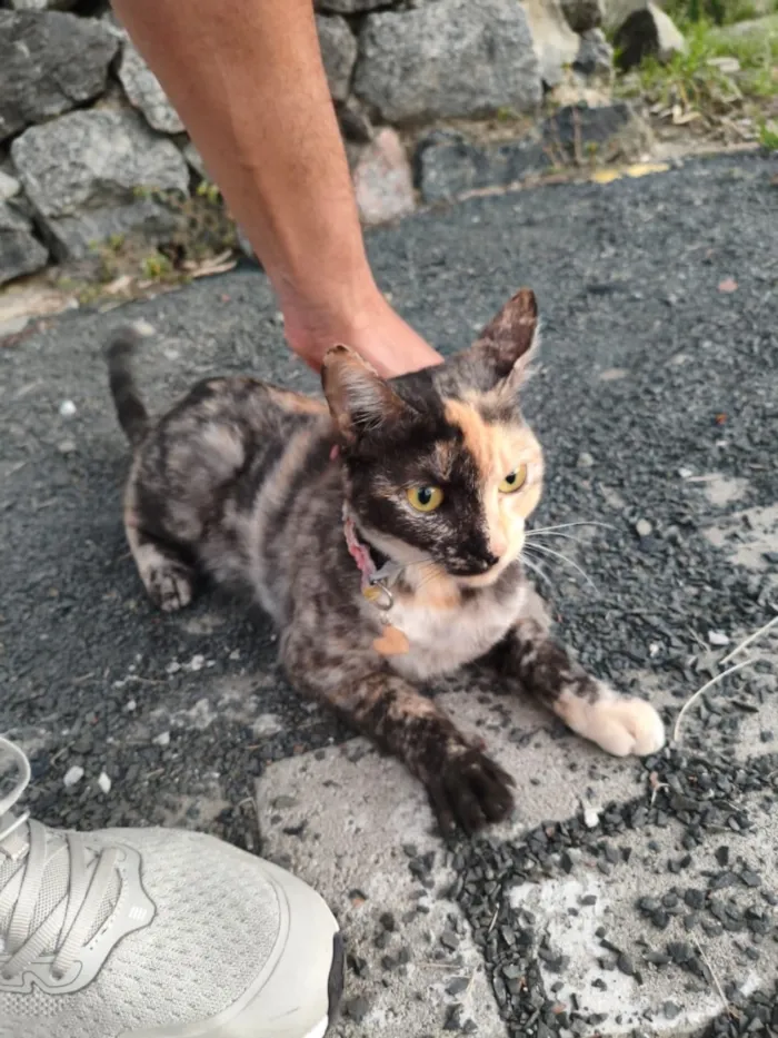 Gato raça SRD-ViraLata idade 2 a 6 meses nome Desconhecido 