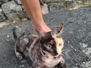 Gato raça SRD-ViraLata idade 2 a 6 meses nome Desconhecido 