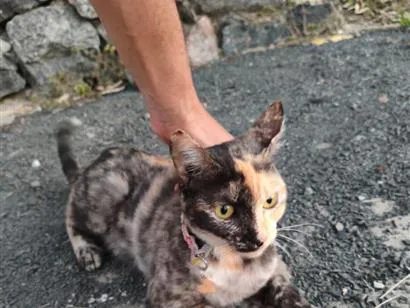 Gato raça SRD-ViraLata idade 2 a 6 meses nome Desconhecido 