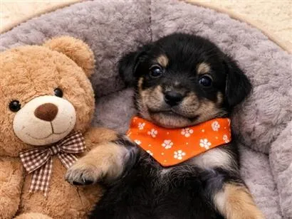 Cachorro raça  idade 2 a 6 meses nome Filhotes 