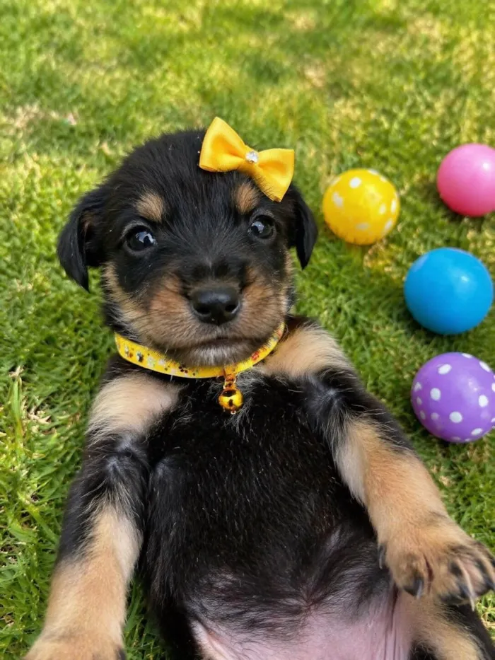 Cachorro raça  idade 2 a 6 meses nome Filhotes 