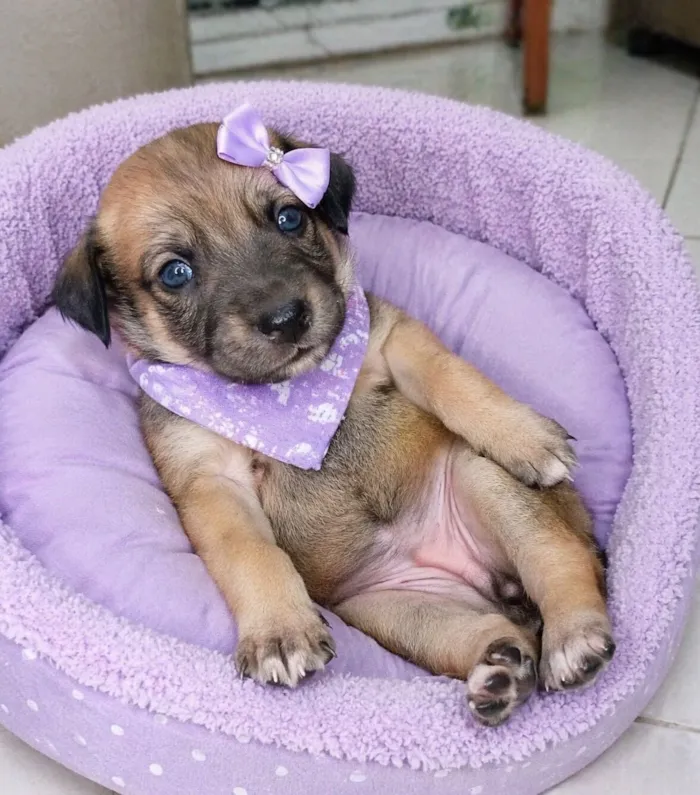 Cachorro raça  idade 2 a 6 meses nome Filhotes 