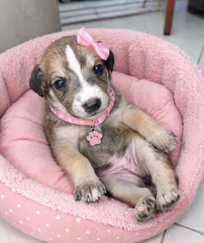 Cachorro raça  idade 2 a 6 meses nome Filhotes 