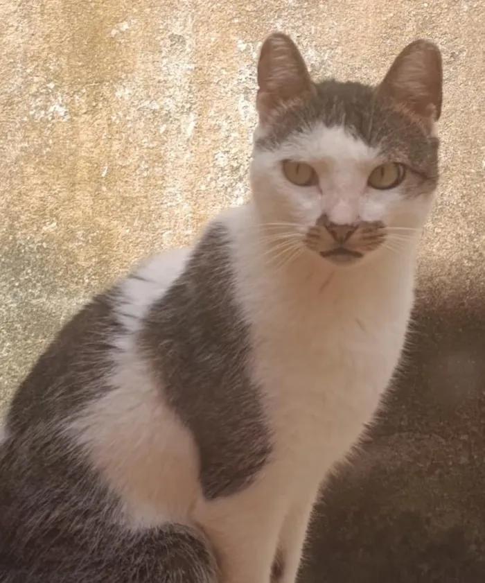 Gato raça SRD-ViraLata idade 6 ou mais anos nome Xodó 