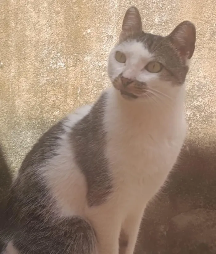 Gato raça SRD-ViraLata idade 6 ou mais anos nome Xodó 