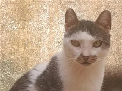 Gato raça SRD-ViraLata idade 6 ou mais anos nome Xodó 