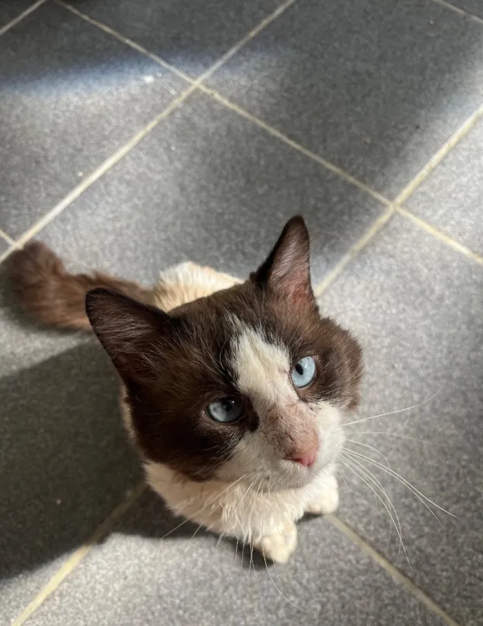 Gato raça SRD-ViraLata idade 5 anos nome Cocada