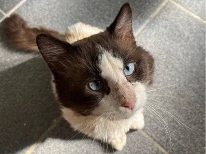 Gato raça SRD-ViraLata idade 5 anos nome Cocada