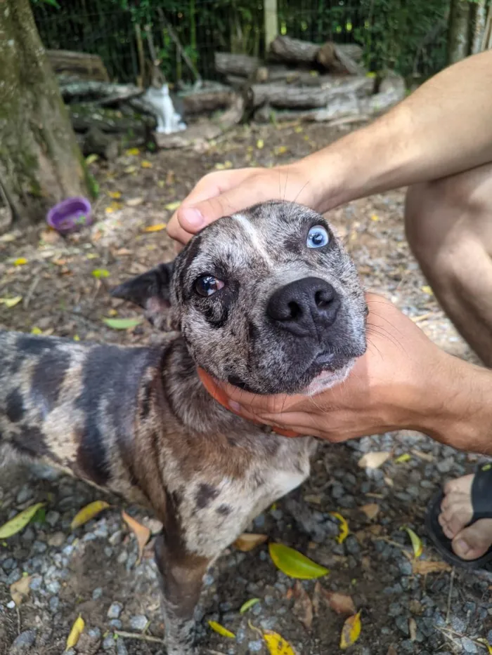 Cachorro raça SRD-ViraLata idade 2 anos nome Stefan