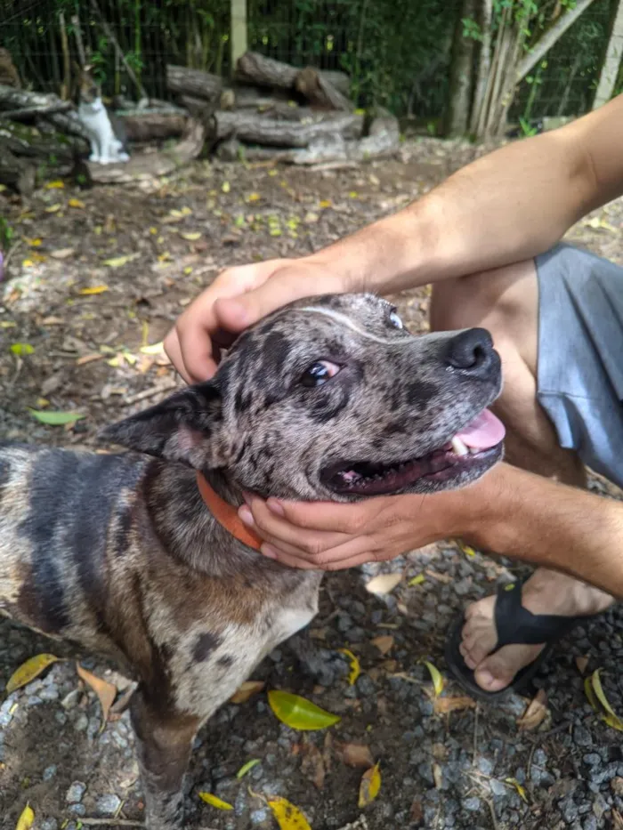 Cachorro raça SRD-ViraLata idade 2 anos nome Stefan