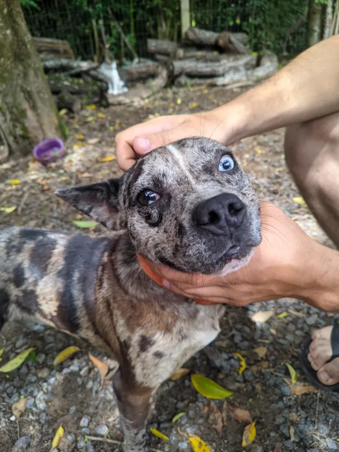 Cachorro raça SRD-ViraLata idade 2 anos nome Stefan