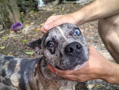 Cachorro raça SRD-ViraLata idade 2 anos nome Stefan