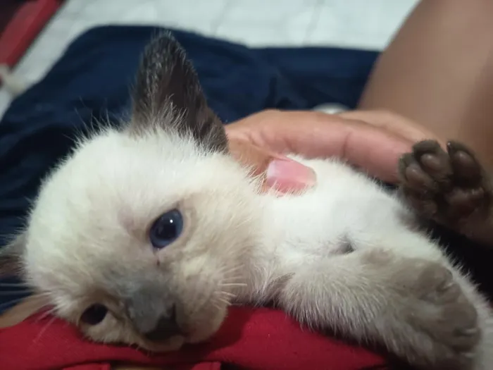 Gato raça Siamês idade Abaixo de 2 meses nome SEM NOME 