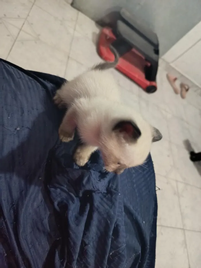 Gato raça Siamês idade Abaixo de 2 meses nome SEM NOME 