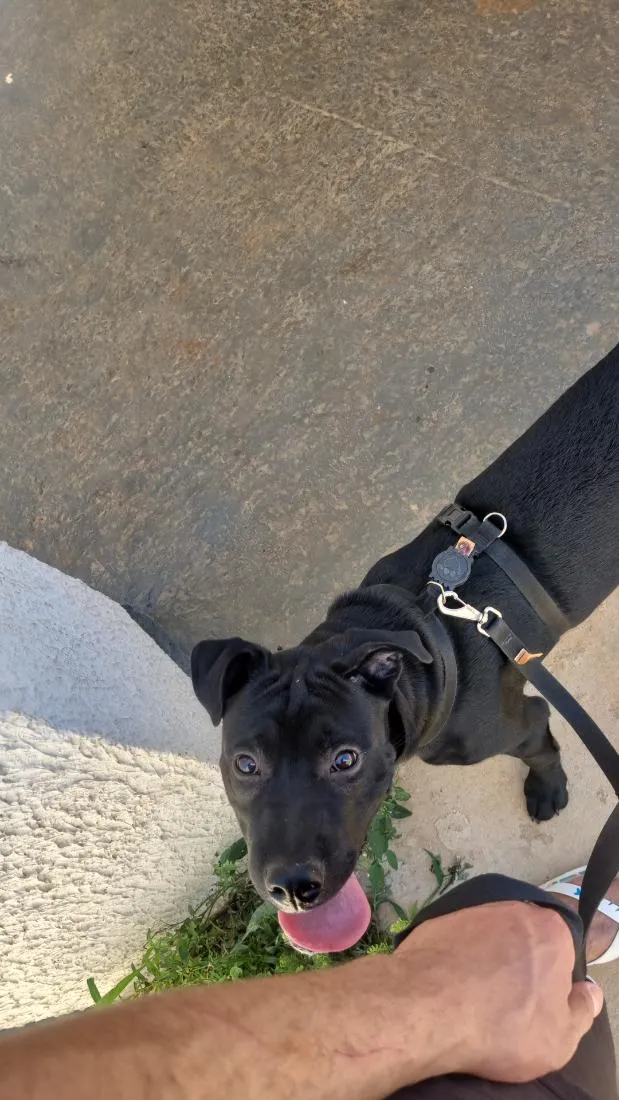 Cachorro raça SRD-ViraLata idade 7 a 11 meses nome Thor