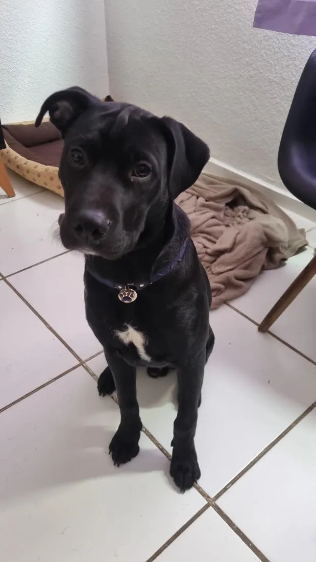 Cachorro raça SRD-ViraLata idade 7 a 11 meses nome Thor