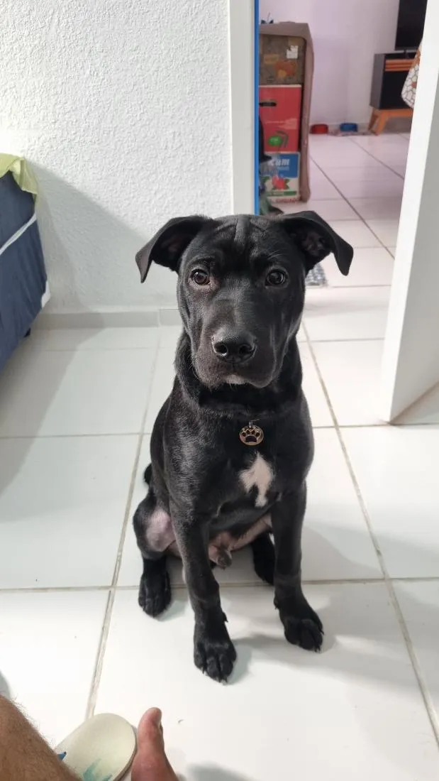 Cachorro raça SRD-ViraLata idade 7 a 11 meses nome Thor