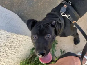 Cachorro raça SRD-ViraLata idade 7 a 11 meses nome Thor