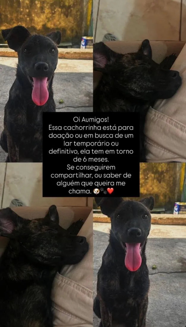 Cachorro raça SRD-ViraLata idade 2 a 6 meses nome Cacu
