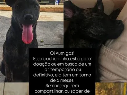 Cachorro raça SRD-ViraLata idade 2 a 6 meses nome Cacu