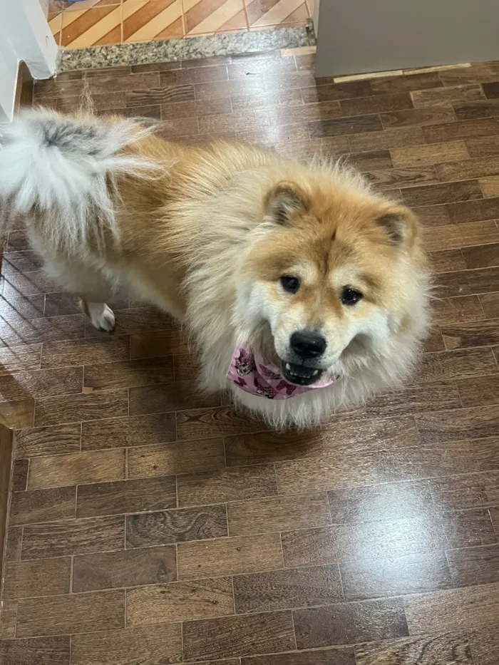 Cachorro raça Shitzu idade 5 anos nome Belinha e Sloan