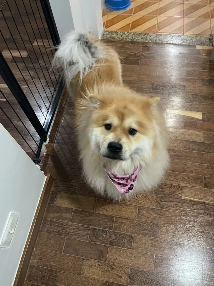 Cachorro raça Shitzu idade 5 anos nome Belinha e Sloan