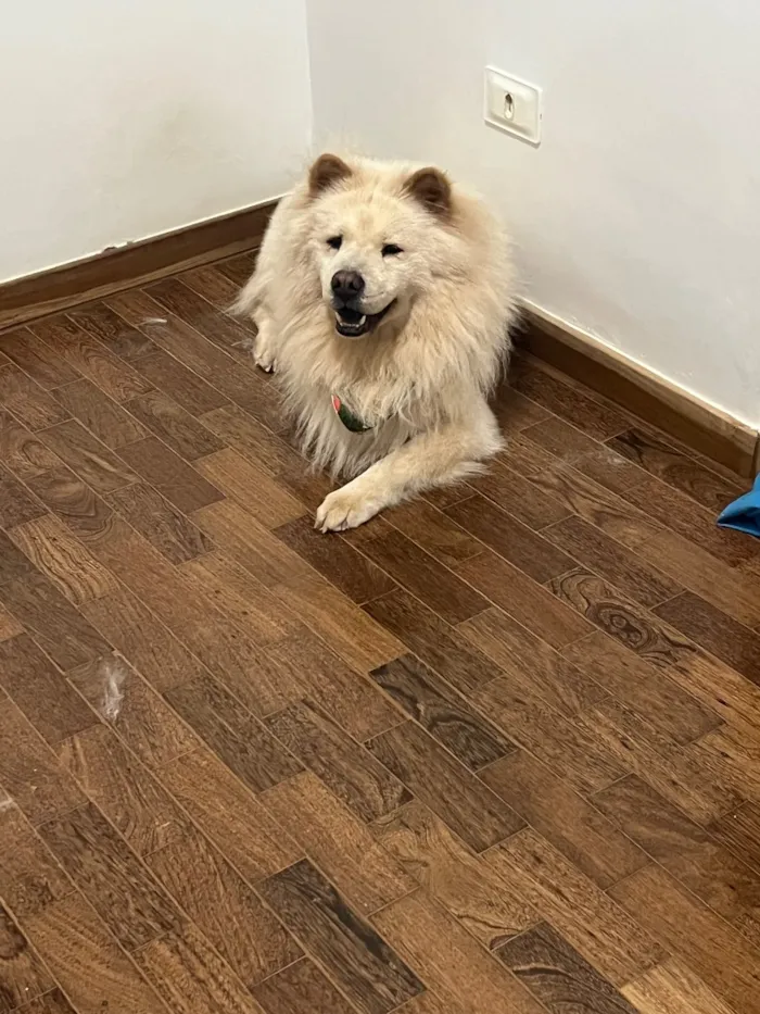 Cachorro raça Shitzu idade 5 anos nome Belinha e Sloan