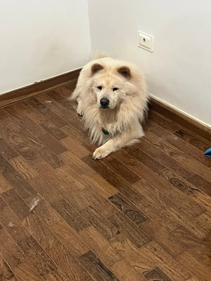 Cachorro raça Shitzu idade 5 anos nome Belinha e Sloan