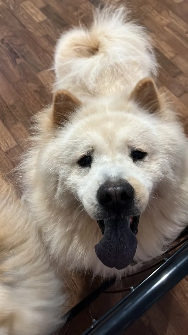 Cachorro raça Shitzu idade 5 anos nome Belinha e Sloan