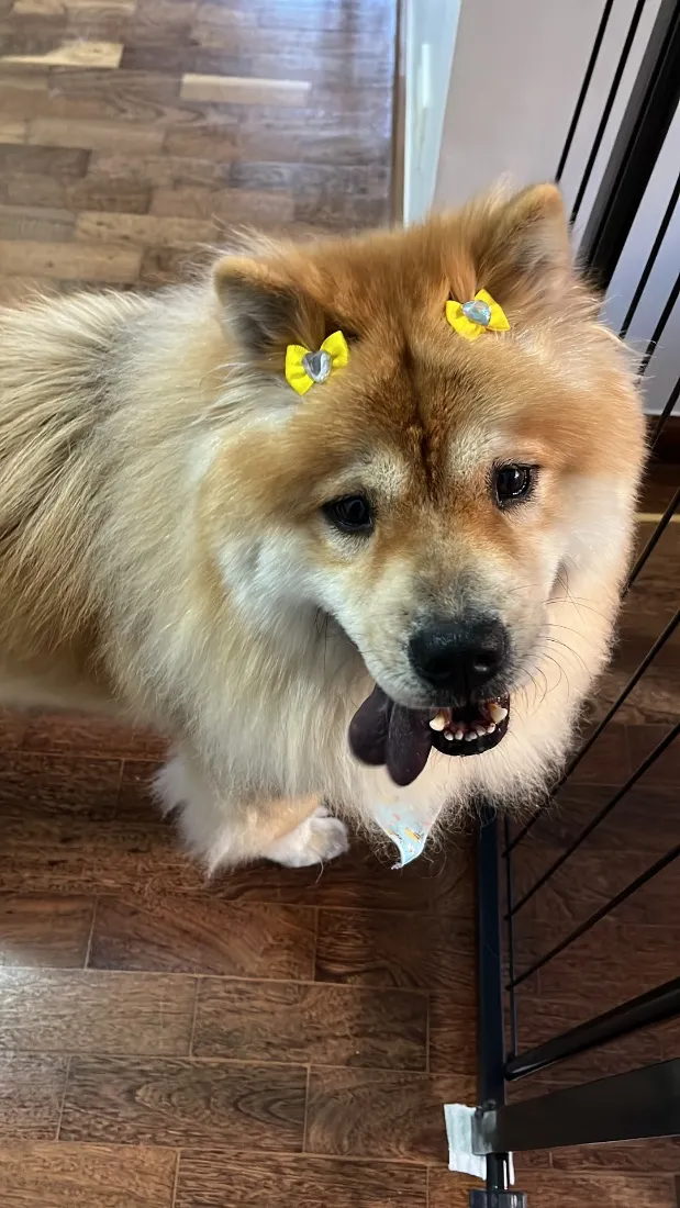 Cachorro raça Shitzu idade 5 anos nome Belinha e Sloan