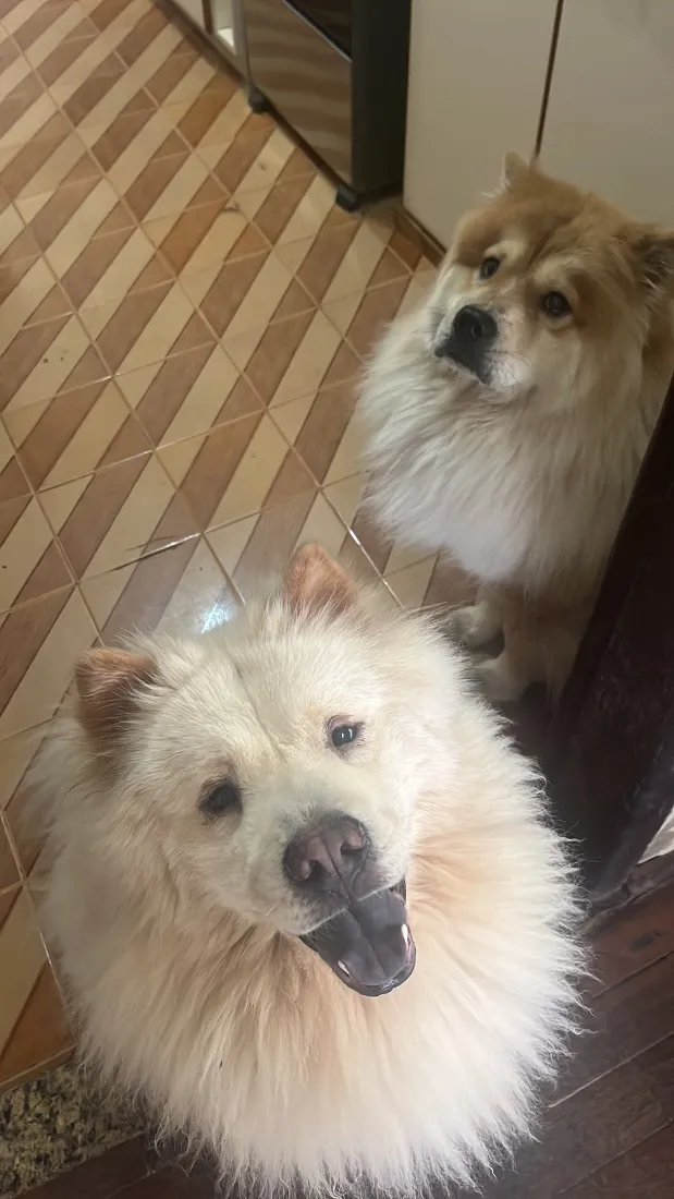 Cachorro raça Shitzu idade 5 anos nome Belinha e Sloan