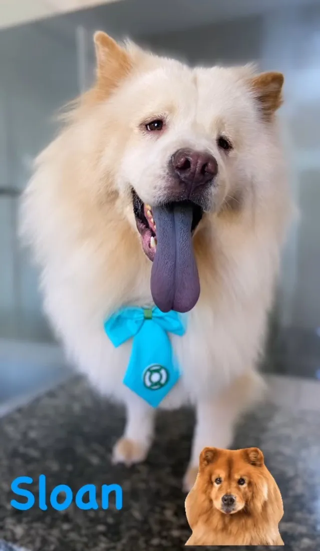 Cachorro raça Shitzu idade 5 anos nome Belinha e Sloan