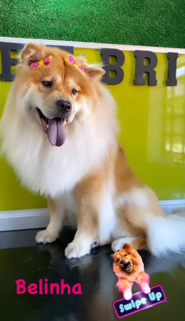 Cachorro raça Shitzu idade 5 anos nome Belinha e Sloan