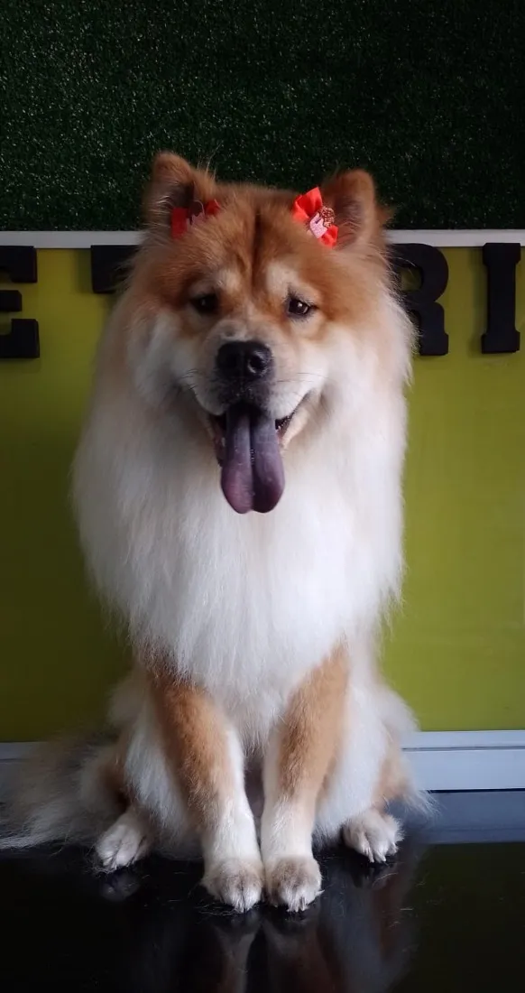 Cachorro raça Shitzu idade 5 anos nome Belinha e Sloan