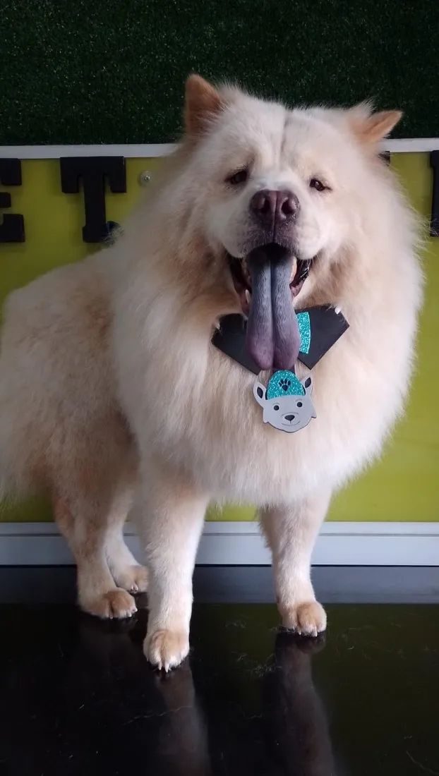 Cachorro raça Shitzu idade 5 anos nome Belinha e Sloan