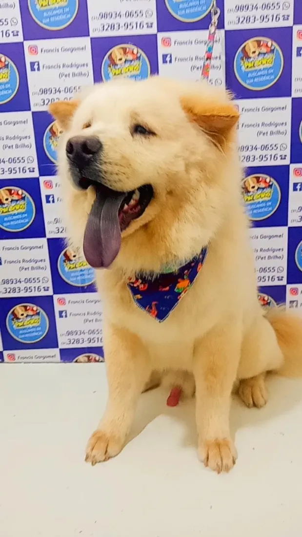 Cachorro raça Shitzu idade 5 anos nome Belinha e Sloan