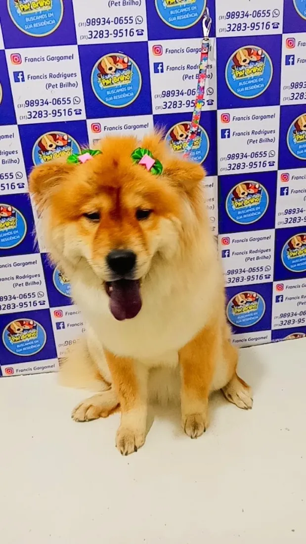 Cachorro raça Shitzu idade 5 anos nome Belinha e Sloan