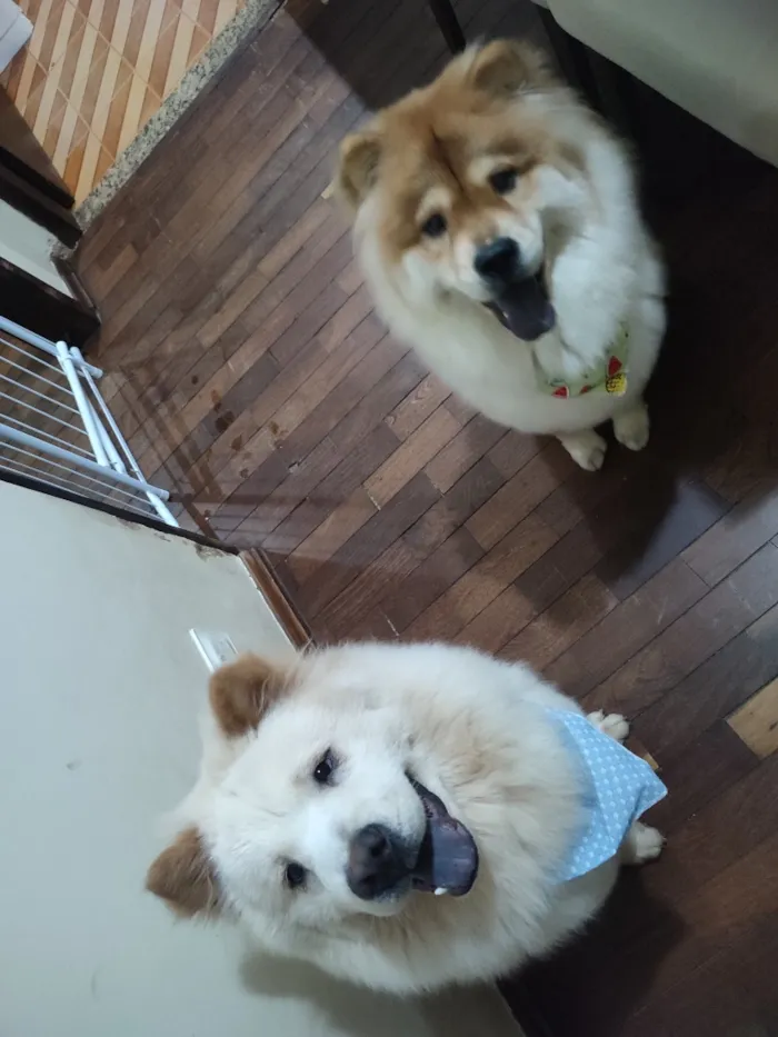 Cachorro raça Shitzu idade 5 anos nome Belinha e Sloan