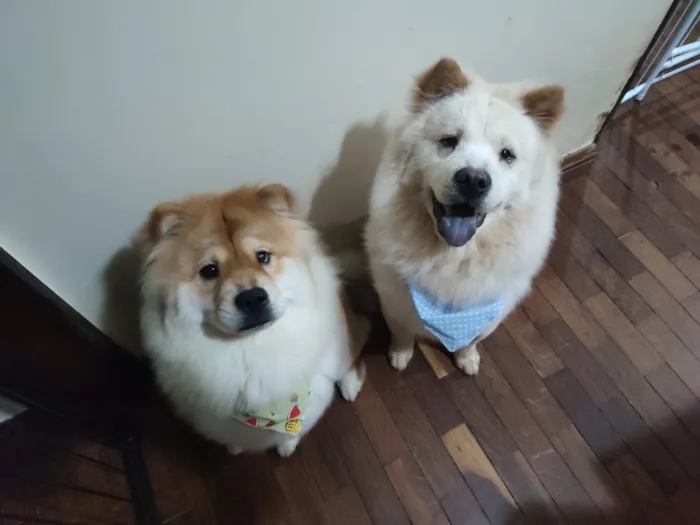 Cachorro raça Shitzu idade 5 anos nome Belinha e Sloan