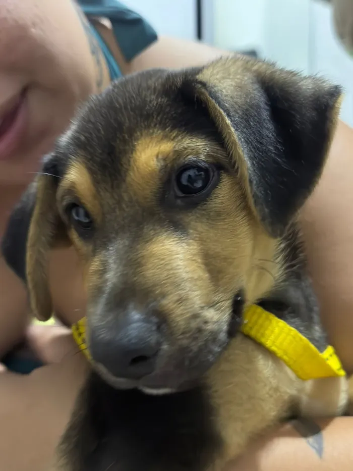 Cachorro raça SRD-ViraLata idade 2 a 6 meses nome Luke