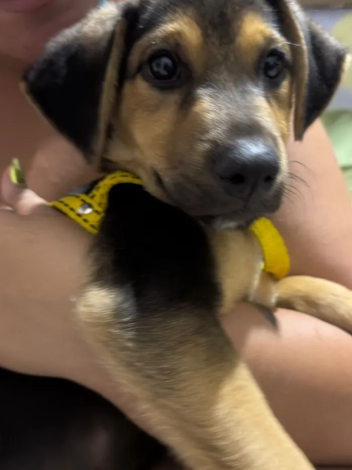 Cachorro raça SRD-ViraLata idade 2 a 6 meses nome Luke