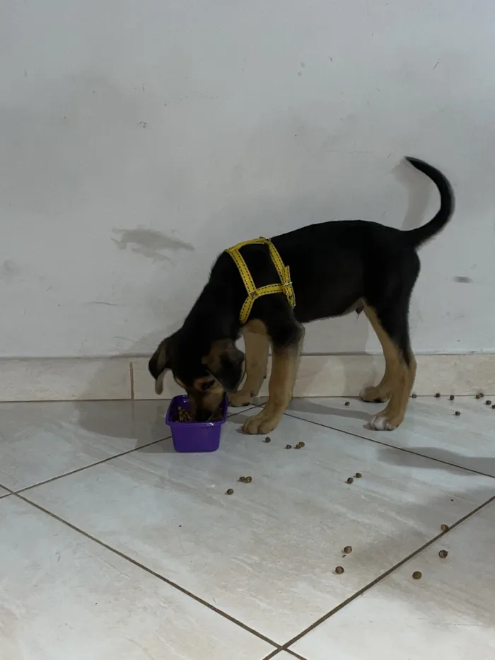 Cachorro raça SRD-ViraLata idade 2 a 6 meses nome Luke
