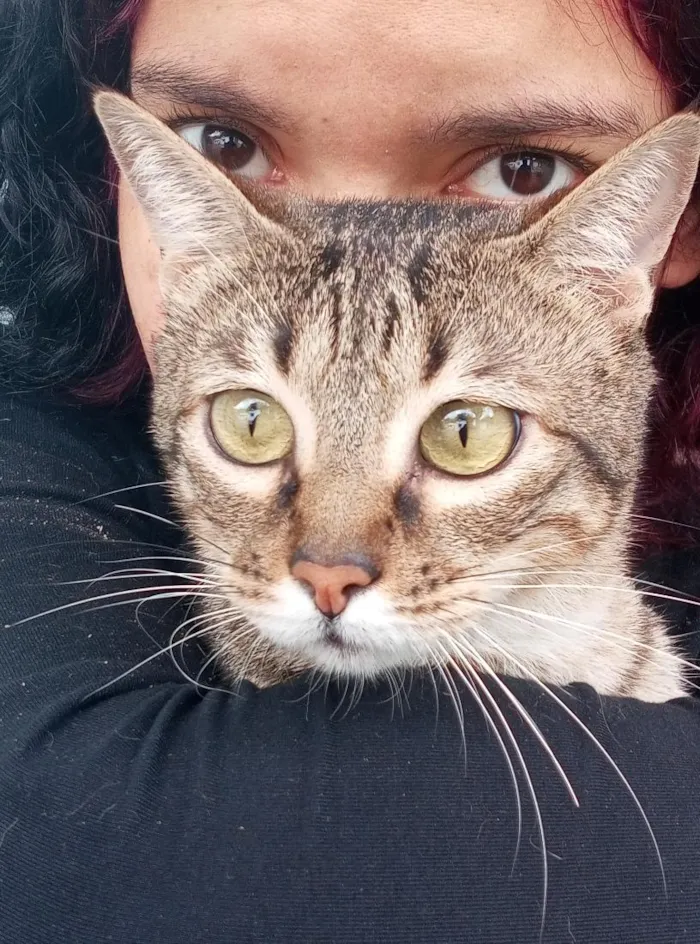 Gato raça SRD-ViraLata idade 2 anos nome Zeus