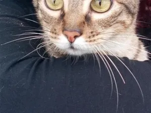 Gato raça SRD-ViraLata idade 2 anos nome Zeus