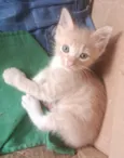 gatinho 