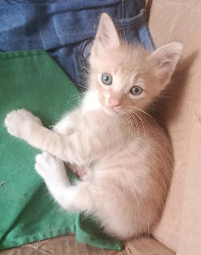 Gato raça SRD-ViraLata idade 2 a 6 meses nome gatinho 