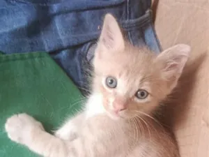 Gato raça SRD-ViraLata idade 2 a 6 meses nome gatinho 