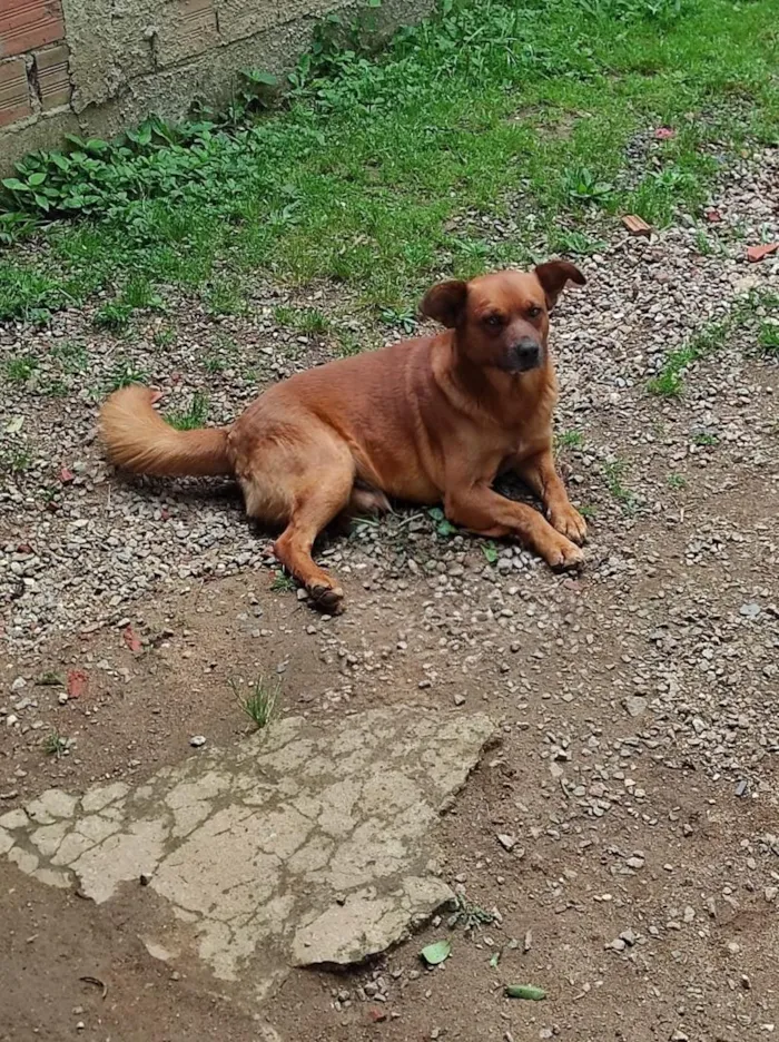 Cachorro raça SRD-ViraLata idade 5 anos nome Amarelo