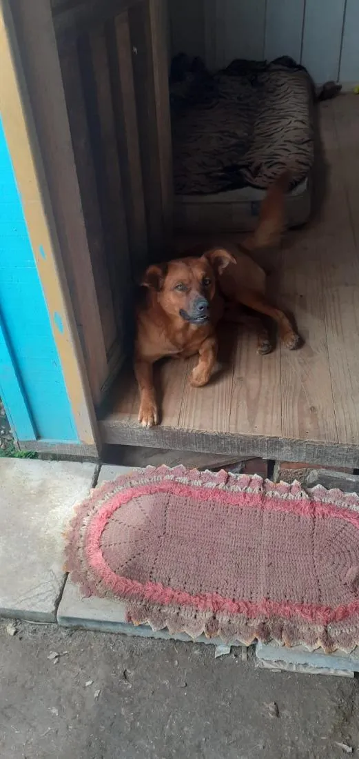 Cachorro raça SRD-ViraLata idade 5 anos nome Amarelo