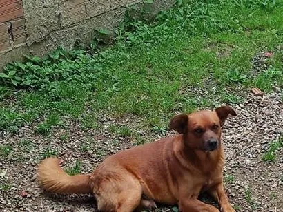 Cachorro raça SRD-ViraLata idade 5 anos nome Amarelo